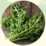 Cải xoăn (cải Kale) hữu cơ